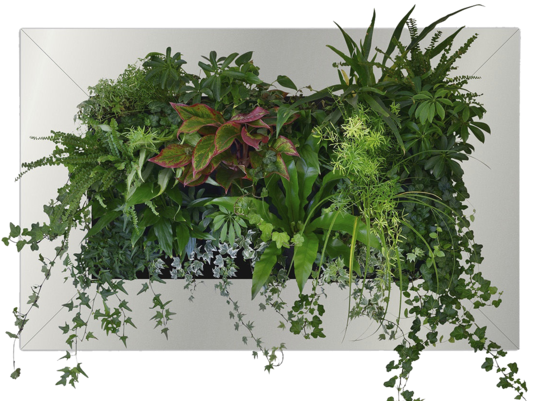 Front View Of A Fully Planted Ans Livingcanvas With - Plant Front View Png (600x400), Png Download