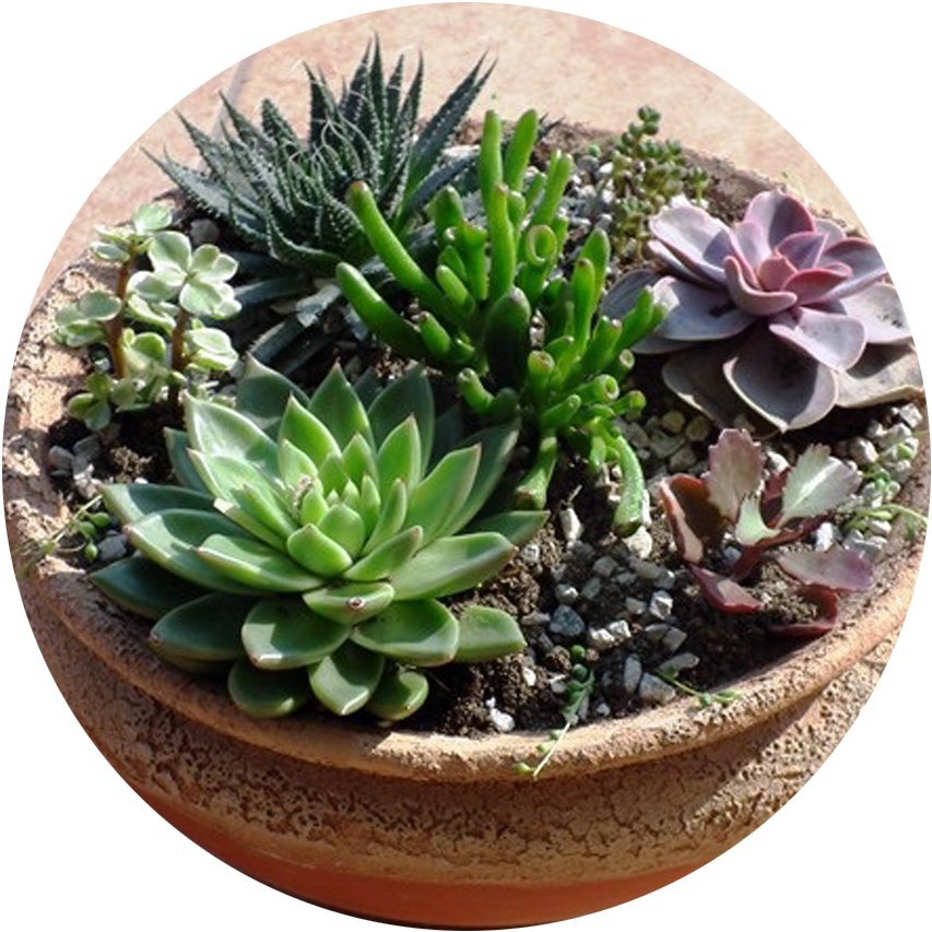 Plants (853x853), Png Download