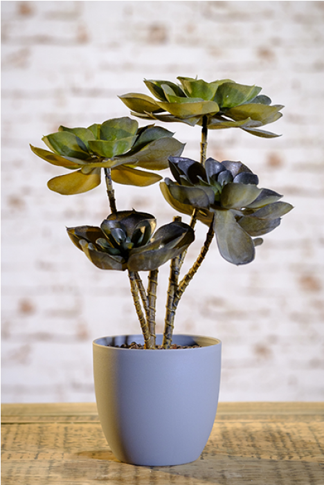 Dark Olive Green Echeveria Plant In Grey Ceramic Pot - Echeveria (700x700), Png Download