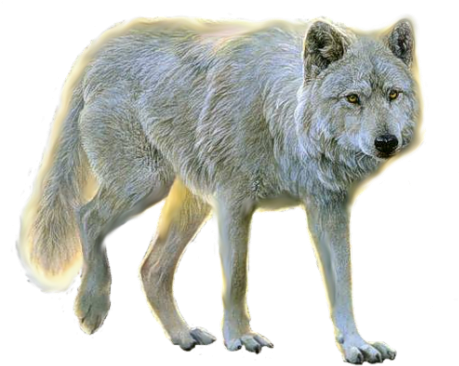 Wolf Ten - Png Animals (400x322), Png Download