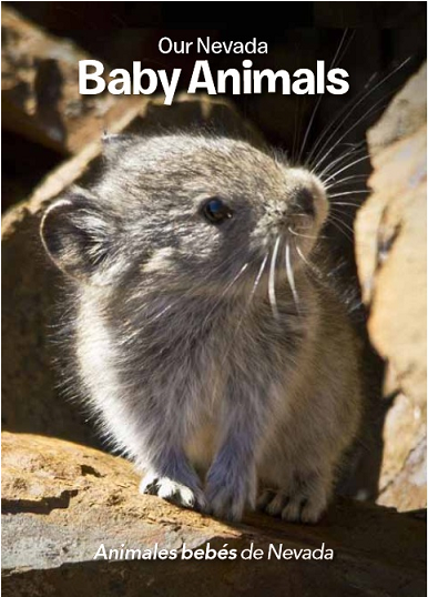 American Pika (600x600), Png Download