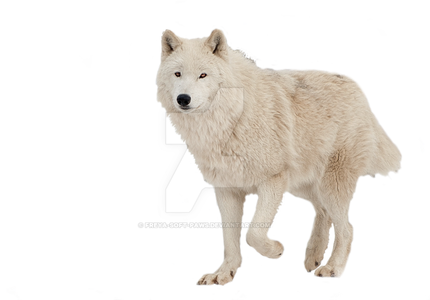 Image - Png Transparent Wolf Paw (900x599), Png Download