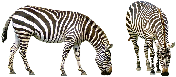 101 First Words: Animals [book] (689x340), Png Download