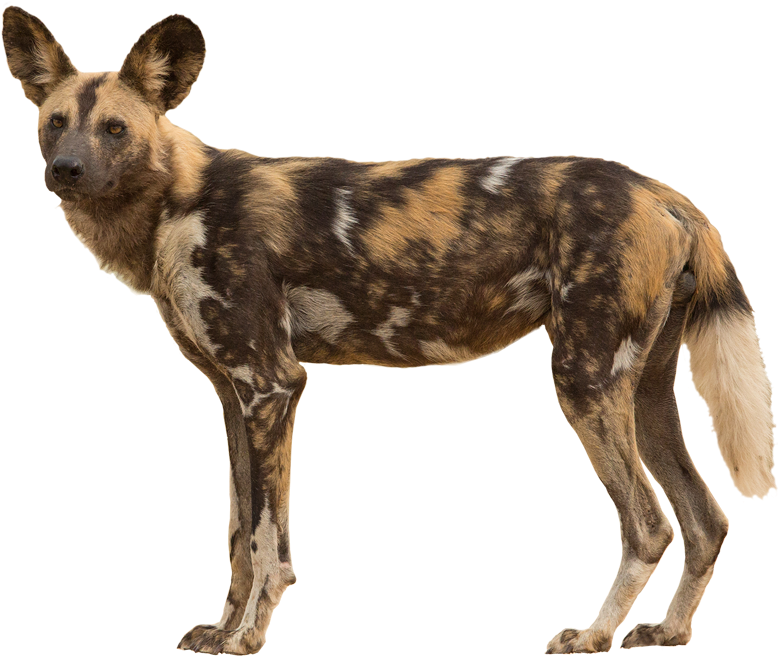 Tail - African Wild Dog Transparent (800x676), Png Download