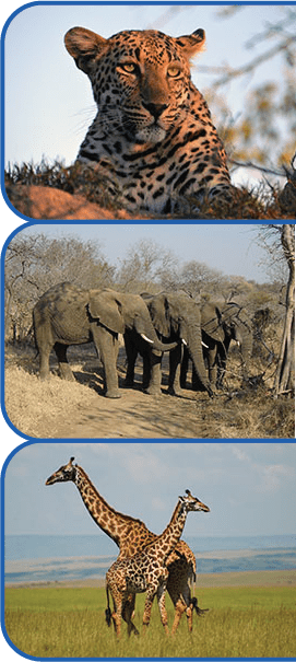 African Safaris And Beyond Animals - Giraffes (271x605), Png Download