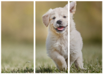 Active Golden Dog (400x400), Png Download