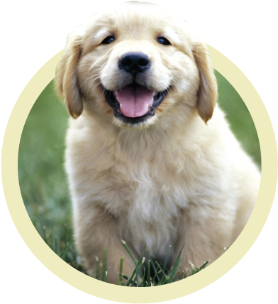 Puppy Plans - Raza Golden Retriever Bebe (400x445), Png Download