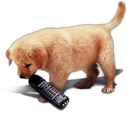 Dog On Phone (437x388), Png Download