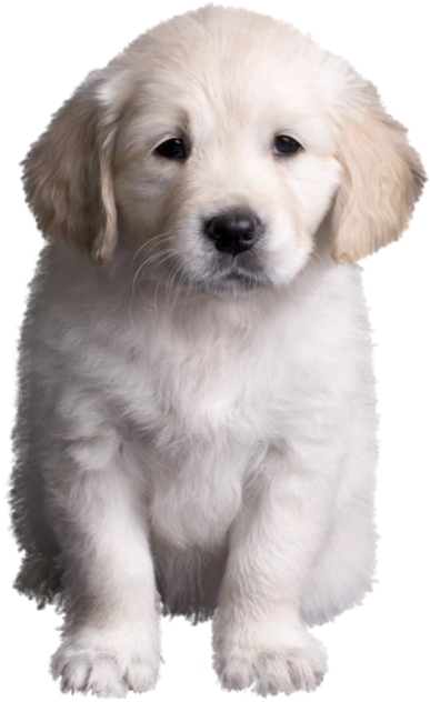 Golden Retriever Puppy Golden Retriever Valpar, Golden - Dog (568x800), Png Download