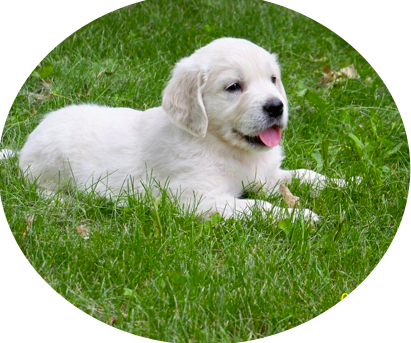 These Parents Have Produced Spectacular Puppies With - Slovak Cuvac (411x343), Png Download