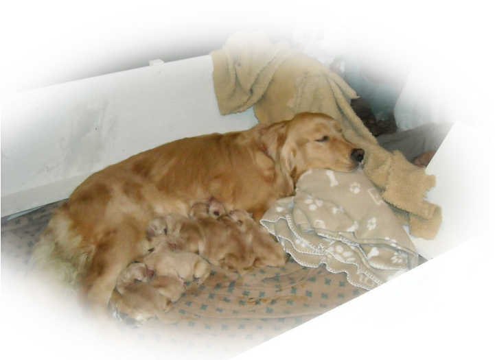 Pause - Cocker Spaniel (720x540), Png Download