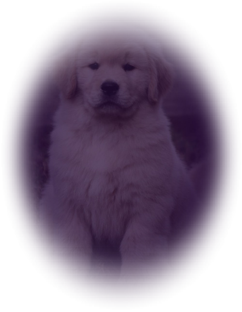 Golden Retriever (500x643), Png Download