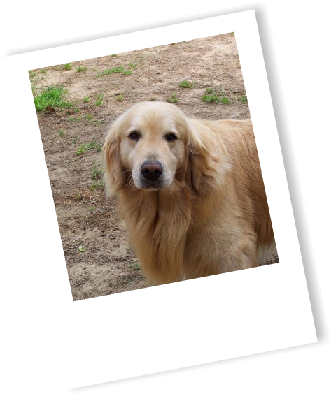 Golden Retriever, Breeders, Ri Breeders, Golden Retriever - Golden Retriever (496x589), Png Download