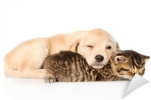 Golden Retriever Puppy Dog And British Cat Sleeping - Golden Retriever Welpen Katze (400x400), Png Download