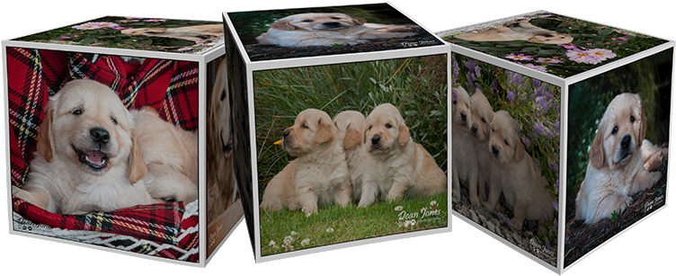 Stigs Progeny - Labrador Retriever (800x311), Png Download