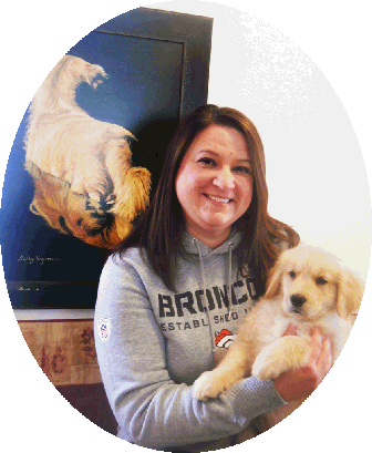 Golden Retriever Puppies - Companion Dog (336x409), Png Download