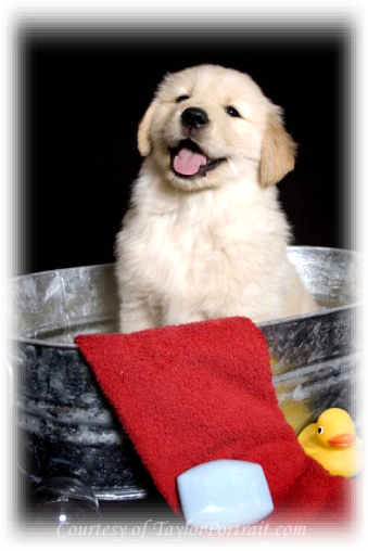 I Believe That Your Dog Is First And Foremost, Your - Golden Retriever (339x508), Png Download
