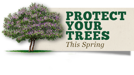 Spring Tree Risk Checklist - Follow Your Dreams And Change Your Life (600x400), Png Download