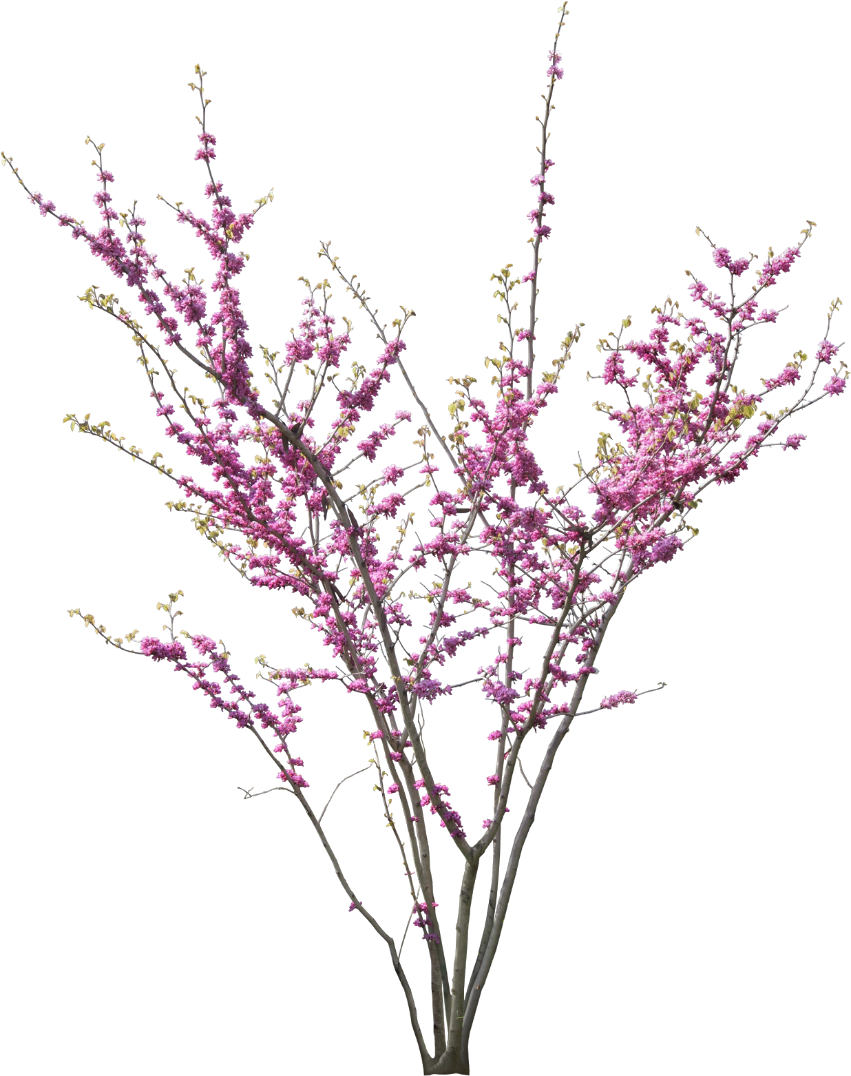 Nhà Thông Minh - Cercis Siliquastrum Png (1271x1600), Png Download