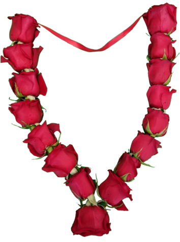 Roses - Red (375x500), Png Download