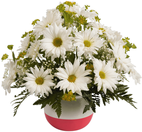 Daisy Bowl, Pink - Bowl (500x611), Png Download