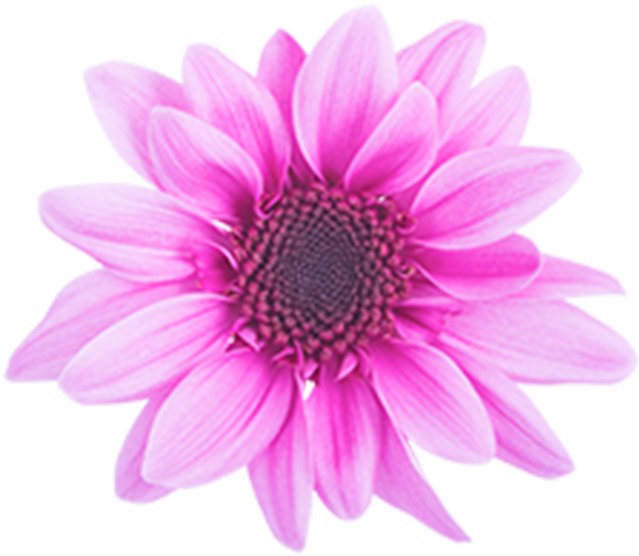 Click To Enlarge Image Pink Novelty Amaze Dark Pink - African Daisy (800x800), Png Download