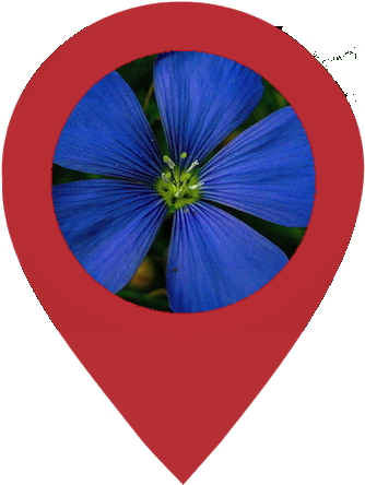 Edit Image Into Circle Shape And Insert Into Another - Flower (600x600), Png Download