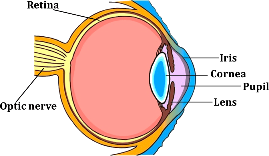 Image Shows Parts Of The Human Eye - Human Eye For Class 5 (941x545), Png Download