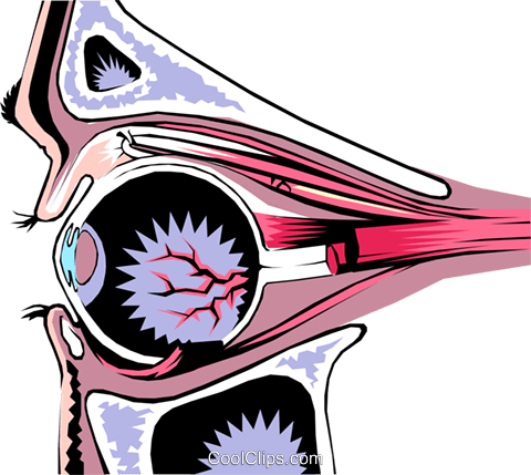 Human Eye Royalty Free Vector Clip Art Illustration - Cornea (480x429), Png Download