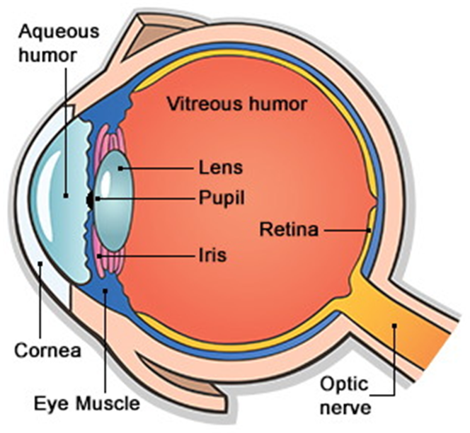 Main Parts Of Human Eye (664x612), Png Download