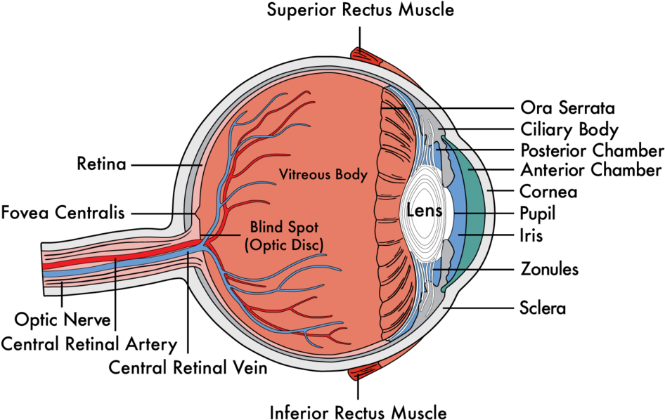 Cataracts Okc Ophthalmologist Okc Eyecare Okc Optical (1000x640), Png Download
