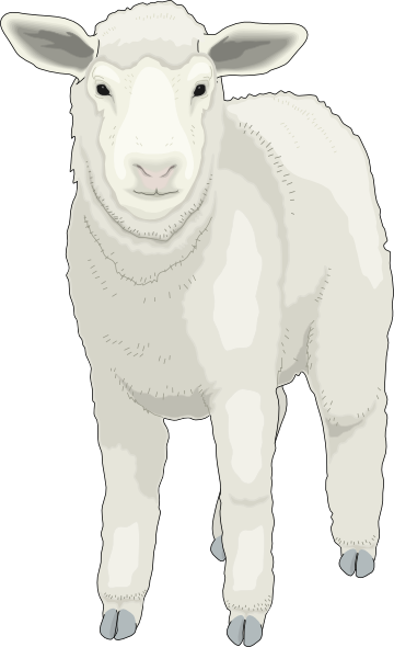 Sheep Clipart Front View - Sheep (360x590), Png Download