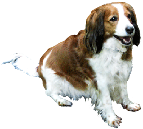 Brown And White Dog - Brown And White Dog Png (489x443), Png Download