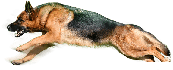 Dog (574x233), Png Download