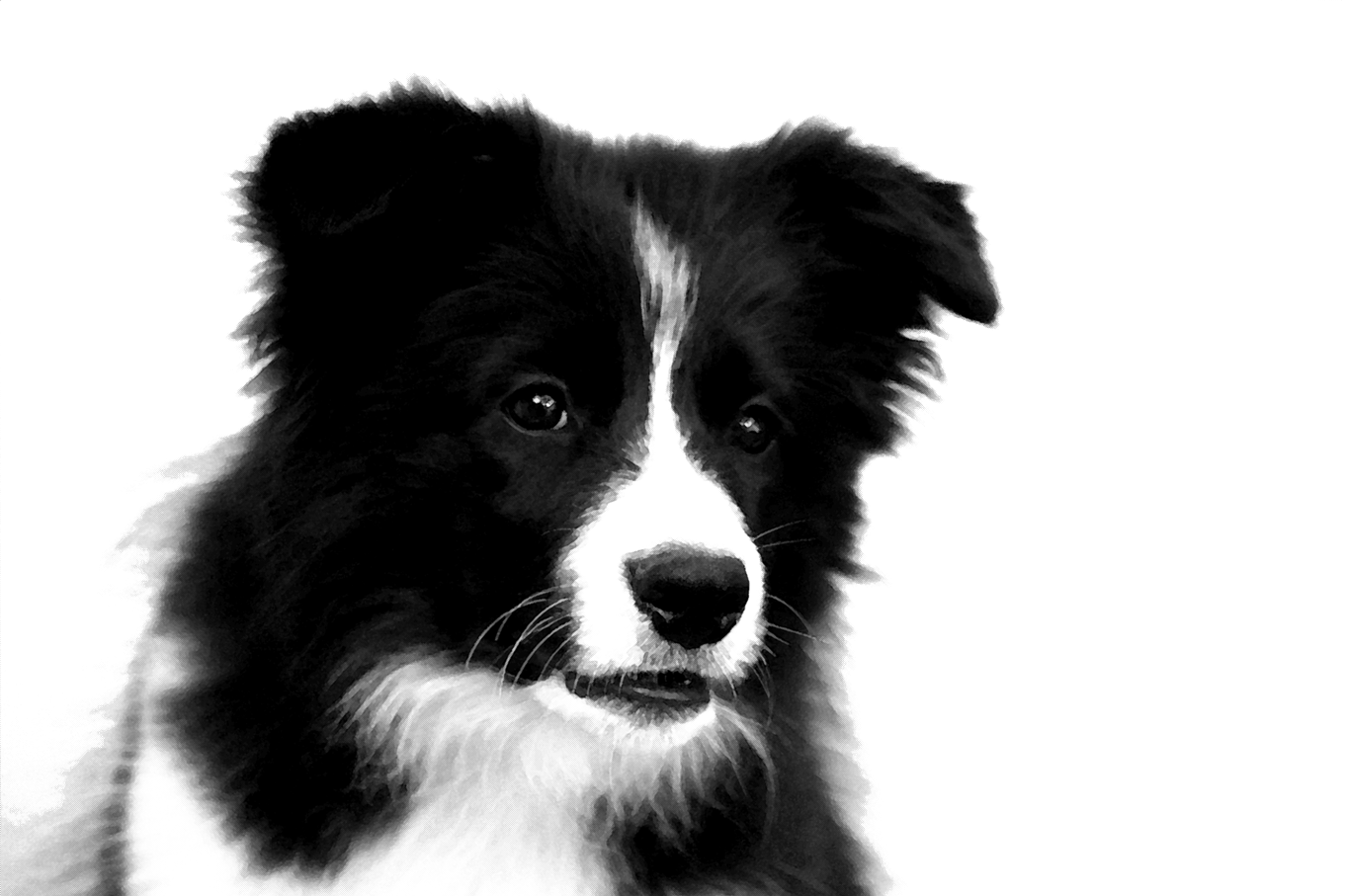 Border Collie Puppies Drawing (1361x907), Png Download