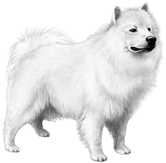 American Eskimo Dog - Dog (450x360), Png Download