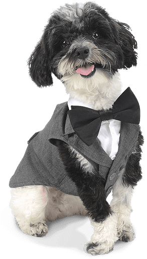 Include Everyone In Your Party - Shih-poo (300x531), Png Download