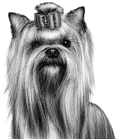 Yorkie Dog - Royal Canin Black And White (370x462), Png Download