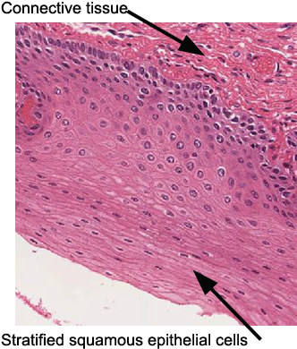 Esophagus Epithelia - Stratified Squamous Epithelium Microscope (360x396), Png Download