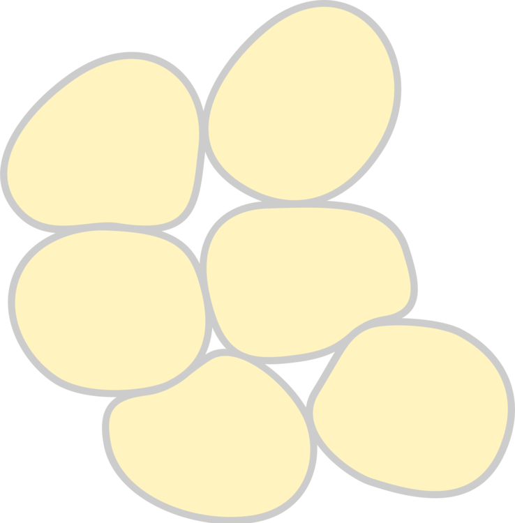 Epithelial Tissue Protects Underlying Structures Acting - Adipose Tissue Clipart (588x599), Png Download