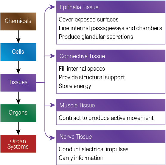 Diagram Of The Hierarchy Of Body Components - Similarities Between Muscle Tissue And Epithelial (585x580), Png Download