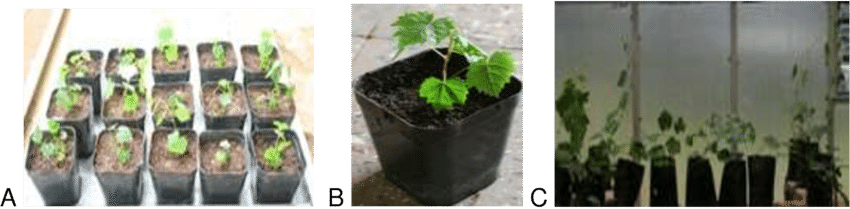 Acclimatization Of The In Vitro Plantlets Of Three - Flowerpot (850x209), Png Download
