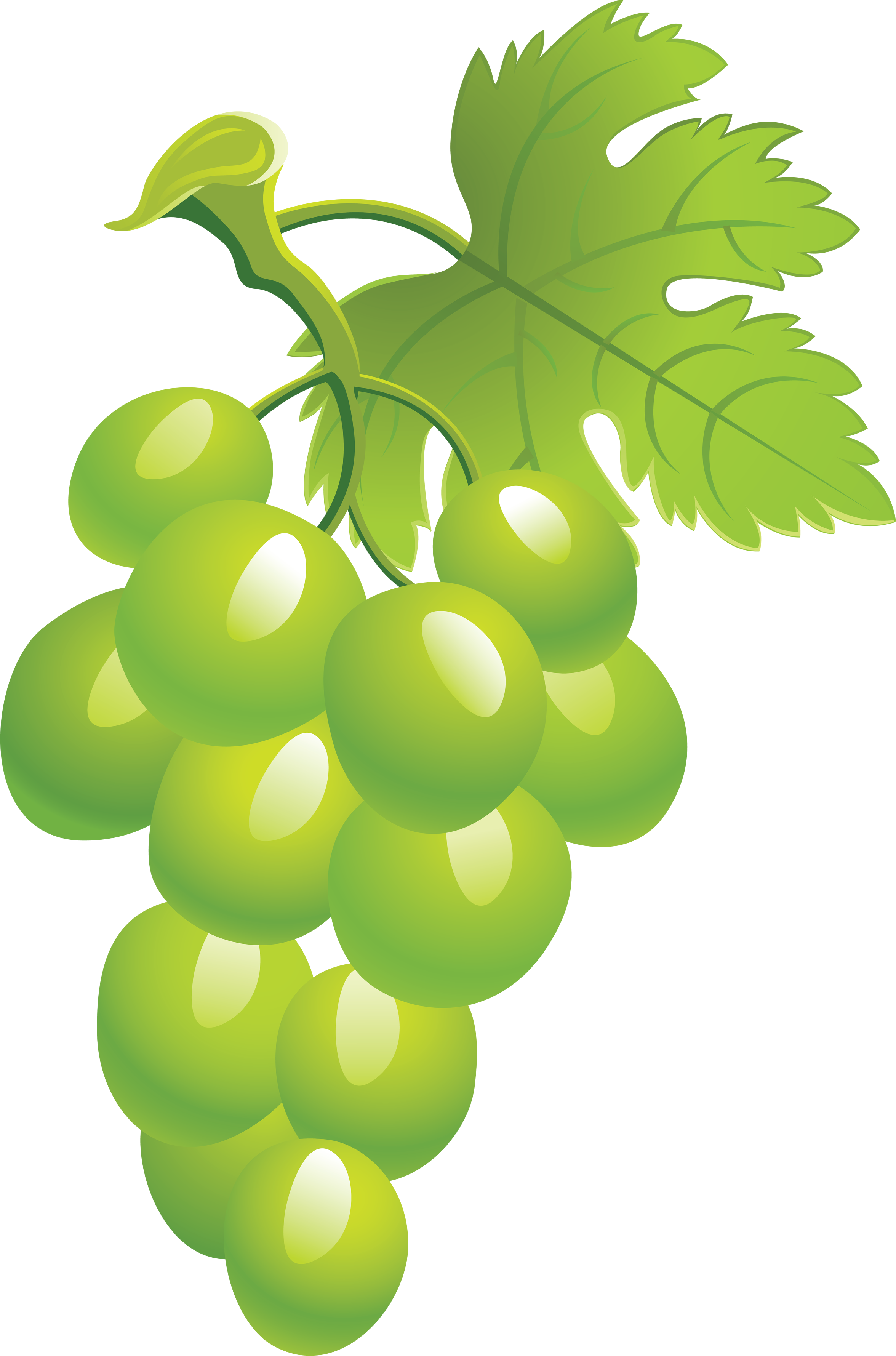 Grapes Clipart Green Grape Picture Png Image - Grape (2352x3559), Png Download
