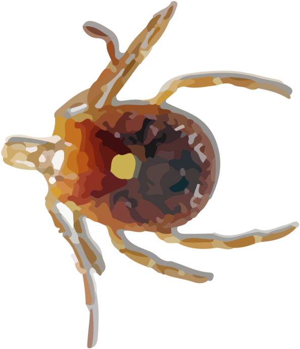 Hr Fleas Ticks - Hgrmt Azkkvi Mosquito Medicated Relief Gel Wipe Away (1000x891), Png Download