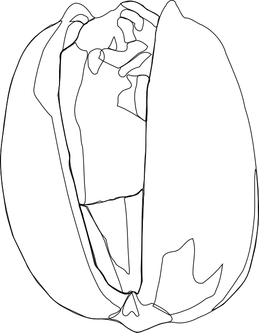 Pistachios - Pistachio In Coloring Pages (531x681), Png Download