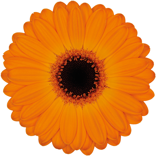 Florist Holland - Hand Fan (600x600), Png Download