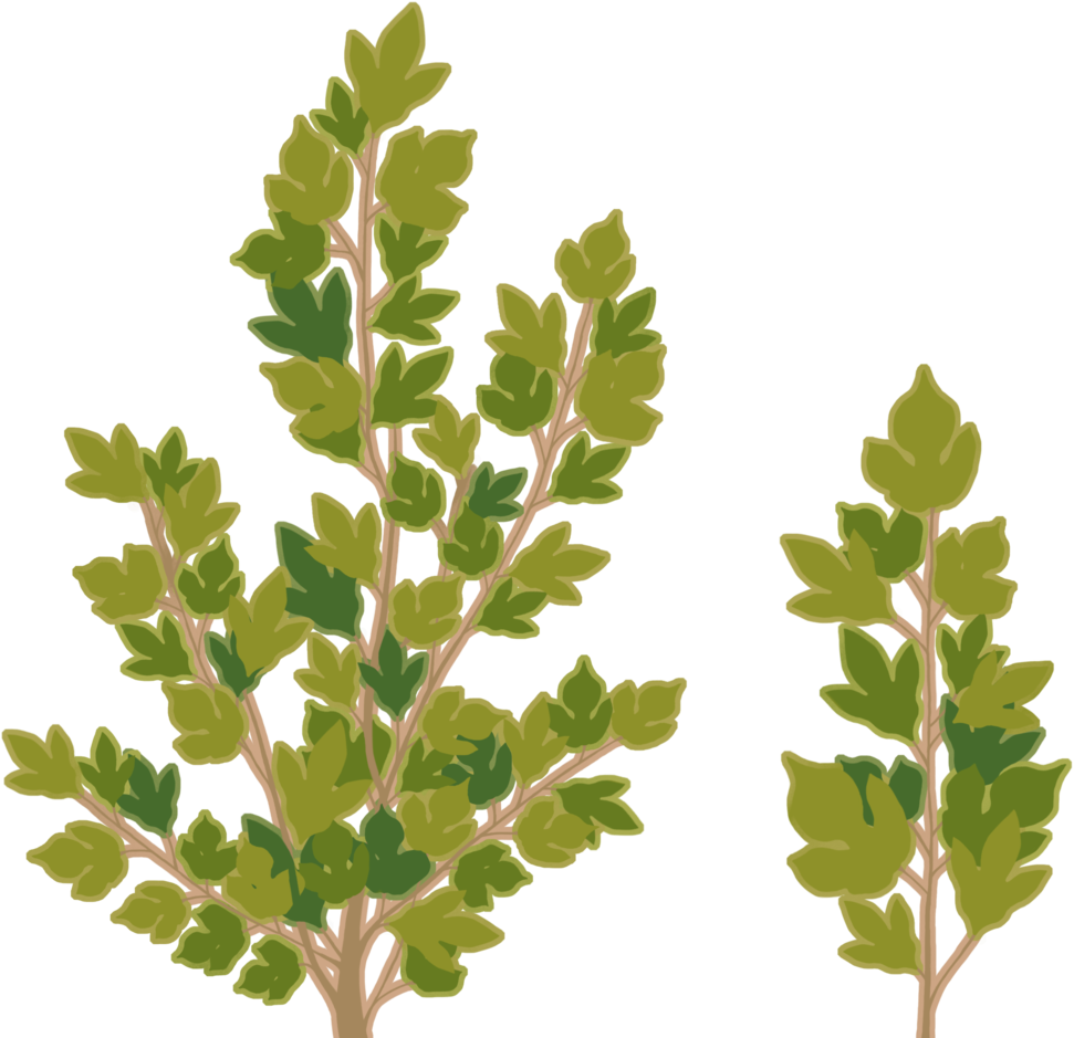 Bush Texture - Gambel Oak (1000x1000), Png Download