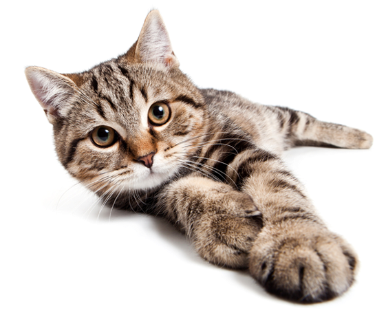 Buy Now Learn More - Купить Чехол На Айфон 6 Плюс Коты (576x454), Png Download