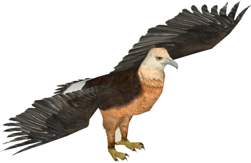 Pallas's Fish Eagle - Zt2 Download Library Owl (810x810), Png Download