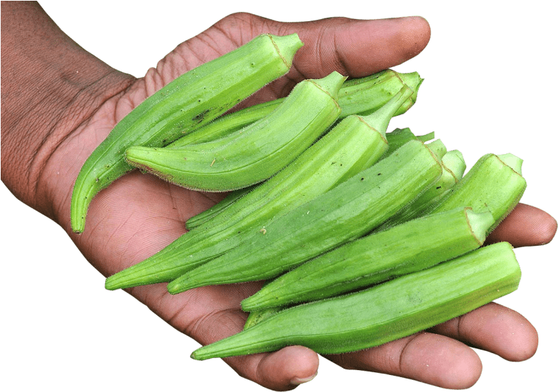 Free Png Hand With Okra Png Images Transparent - Okra Png (850x576), Png Download
